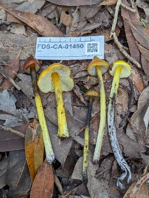  ( - FDS-CA-01450)  @11 [ ] by-nc (2024) Stu Pickell Fungal Diversity Survey