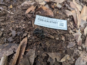  ( - FDS-CA-01451)  @11 [ ] by-nc (2024) Stu Pickell Fungal Diversity Survey