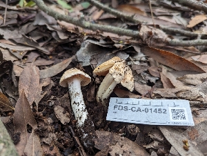  ( - FDS-CA-01452)  @11 [ ] by-nc (2024) Stu Pickell Fungal Diversity Survey