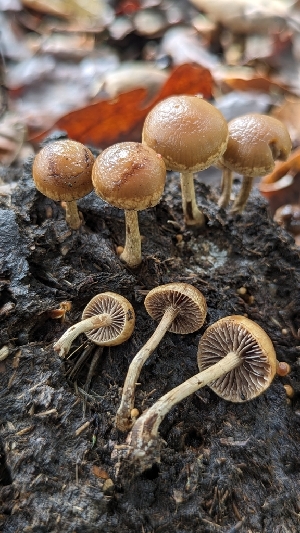  (Deconica sp. coprophila-PNW04 - FDS-CA-01761)  @11 [ ] c (2024) Michelle C. Torres-Grant Fungal Diversity Survey