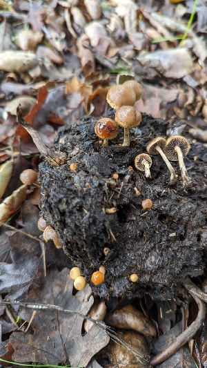  ( - FDS-CA-01761)  @11 [ ] c (2024) Michelle C. Torres-Grant Fungal Diversity Survey