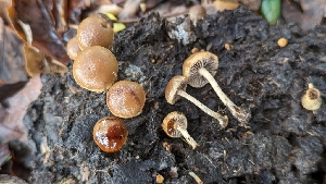  ( - FDS-CA-01761)  @11 [ ] c (2024) Michelle C. Torres-Grant Fungal Diversity Survey