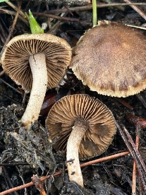  (Inocybe sp. CA55 - FDS-CA-00779)  @11 [ ] by-nc (2024) Taye Bright Fungal Diversity Survey