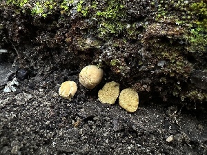  ( - FDS-CA-01543)  @11 [ ] c (2024) Rudy Diaz Fungal Diversity Survey