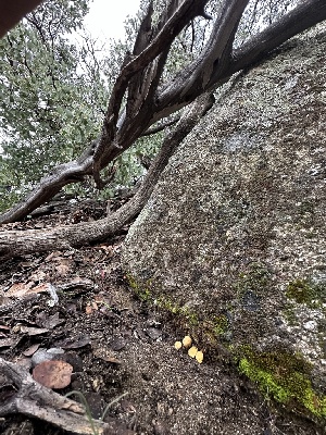  ( - FDS-CA-01543)  @11 [ ] c (2024) Rudy Diaz Fungal Diversity Survey