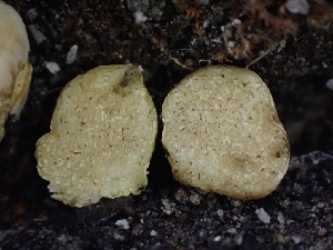  (Xerocomellus sp. CA03 - FDS-CA-01543)  @11 [ ] c (2024) Rudy Diaz Fungal Diversity Survey