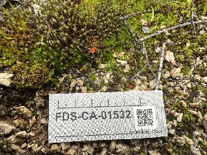  ( - FDS-CA-01532)  @11 [ ] c (2024) Rudy Diaz Fungal Diversity Survey