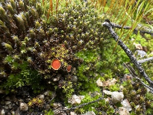  ( - FDS-CA-01532)  @11 [ ] c (2024) Rudy Diaz Fungal Diversity Survey