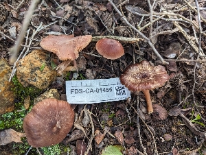  ( - FDS-CA-01455)  @11 [ ] by-nc (2024) Stu Pickell Fungal Diversity Survey