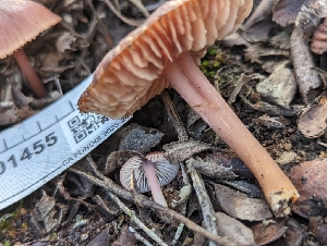  ( - FDS-CA-01455)  @11 [ ] by-nc (2024) Stu Pickell Fungal Diversity Survey