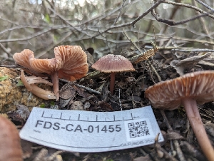  ( - FDS-CA-01455)  @11 [ ] by-nc (2024) Stu Pickell Fungal Diversity Survey