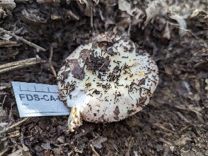  ( - FDS-CA-01462)  @11 [ ] by-nc (2024) Stu Pickell Fungal Diversity Survey