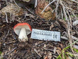  (Russula sp. crenulata-Woo24a - FDS-CA-01463)  @11 [ ] by-nc (2024) Stu Pickell Fungal Diversity Survey