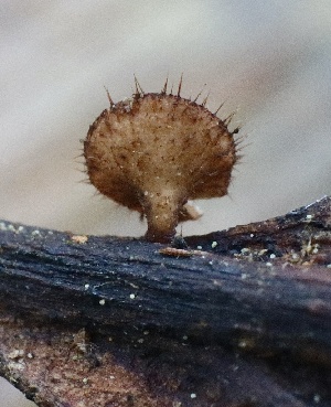  (Torrendiella - FDS-CA-00778)  @11 [ ] by-nc (2024) Taye Bright Fungal Diversity Survey