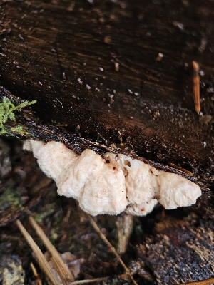  (Osteina undosa - FDS-CA-02195)  @11 [ ] by (2024) Mandy Hackney Fungal Diversity Survey