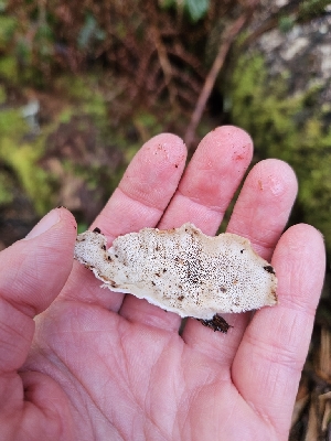  ( - FDS-CA-02195)  @11 [ ] by (2024) Mandy Hackney Fungal Diversity Survey