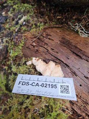  ( - FDS-CA-02195)  @11 [ ] by (2024) Mandy Hackney Fungal Diversity Survey