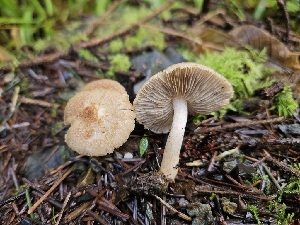  (Inocybe sp. flocculosa-CA01 - FDS-CA-02194)  @11 [ ] by (2024) Mandy Hackney Fungal Diversity Survey