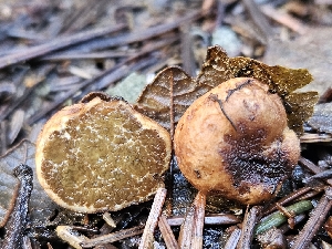 (Alpova concolor - FDS-CA-02193)  @11 [ ] by (2024) Mandy Hackney Fungal Diversity Survey