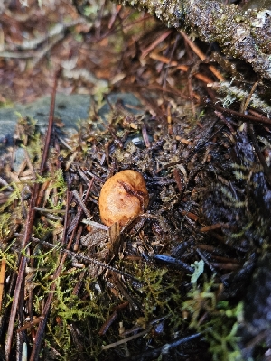  ( - FDS-CA-02193)  @11 [ ] by (2024) Mandy Hackney Fungal Diversity Survey