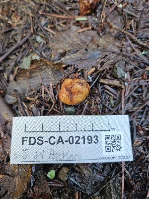  ( - FDS-CA-02193)  @11 [ ] by (2024) Mandy Hackney Fungal Diversity Survey