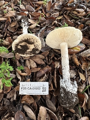  ( - FDS-CA-01053)  @11 [ ] by-nc (2024) Bat Vardeh Fungal Diversity Survey