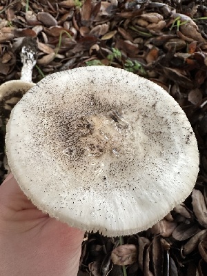  ( - FDS-CA-01053)  @11 [ ] by-nc (2024) Bat Vardeh Fungal Diversity Survey