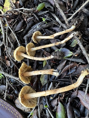  (Inocybe sp. CA74 - FDS-CA-01054)  @11 [ ] by-nc (2024) Bat Vardeh Fungal Diversity Survey