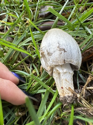  ( - FDS-CA-01055)  @11 [ ] by-nc (2024) Bat Vardeh Fungal Diversity Survey