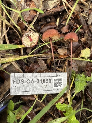  ( - FDS-CA-01050)  @11 [ ] by-nc (2024) Bat Vardeh Fungal Diversity Survey