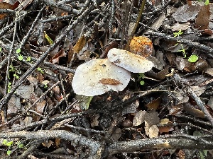  ( - FDS-CA-01074)  @11 [ ] by-nc (2024) Bat Vardeh Fungal Diversity Survey