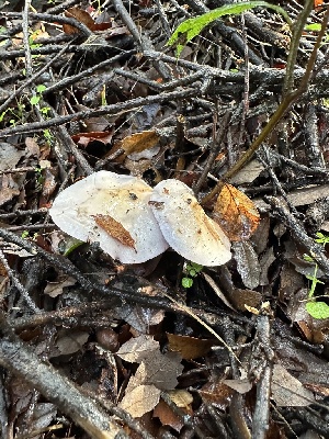  ( - FDS-CA-01074)  @11 [ ] by-nc (2024) Bat Vardeh Fungal Diversity Survey