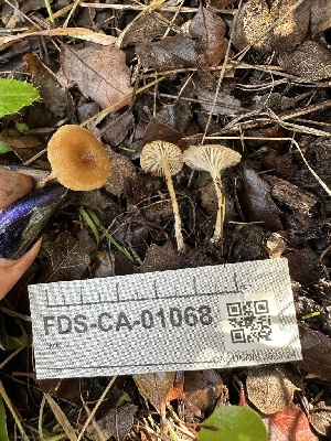  ( - FDS-CA-01068)  @11 [ ] by-nc (2024) Bat Vardeh Fungal Diversity Survey