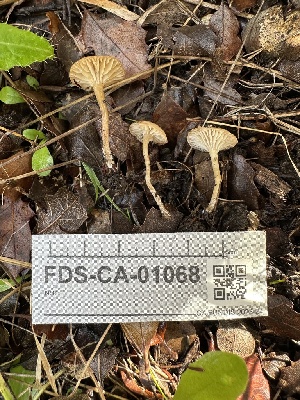 ( - FDS-CA-01068)  @11 [ ] by-nc (2024) Bat Vardeh Fungal Diversity Survey
