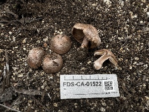  ( - FDS-CA-01522)  @11 [ ] c (2024) Rudy Diaz Fungal Diversity Survey