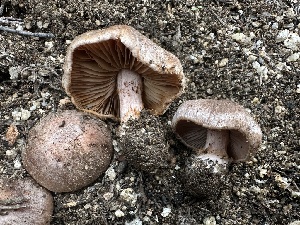  ( - FDS-CA-01522)  @11 [ ] c (2024) Rudy Diaz Fungal Diversity Survey