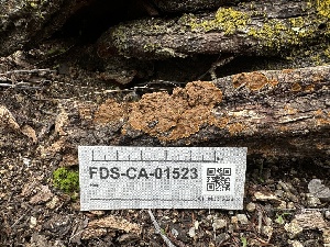  ( - FDS-CA-01523)  @11 [ ] c (2024) Rudy Diaz Fungal Diversity Survey