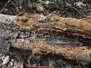  ( - FDS-CA-01523)  @11 [ ] c (2024) Rudy Diaz Fungal Diversity Survey
