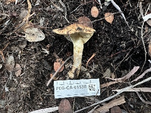  ( - FDS-CA-01536)  @11 [ ] c (2024) Rudy Diaz Fungal Diversity Survey