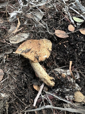  ( - FDS-CA-01536)  @11 [ ] c (2024) Rudy Diaz Fungal Diversity Survey