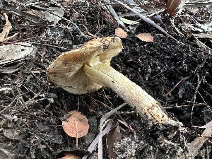  ( - FDS-CA-01536)  @11 [ ] c (2024) Rudy Diaz Fungal Diversity Survey