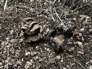  (Astraeus sp. CA01 - FDS-CA-01529)  @11 [ ] c (2024) Rudy Diaz Fungal Diversity Survey