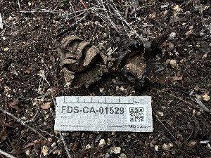  ( - FDS-CA-01529)  @11 [ ] c (2024) Rudy Diaz Fungal Diversity Survey