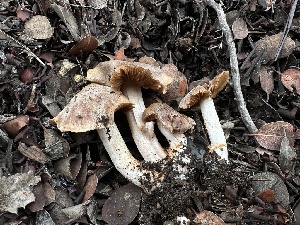  ( - FDS-CA-01527)  @11 [ ] c (2024) Rudy Diaz Fungal Diversity Survey