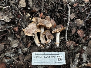  ( - FDS-CA-01527)  @11 [ ] c (2024) Rudy Diaz Fungal Diversity Survey