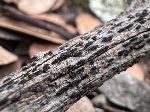  (Gloniaceae - FDS-CA-01533)  @11 [ ] c (2024) Rudy Diaz Fungal Diversity Survey
