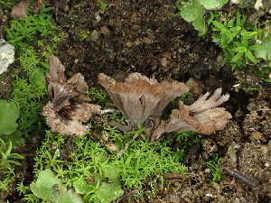  (Thelephora sp. CA07 - FDS-CA-01535)  @11 [ ] c (2024) Rudy Diaz Fungal Diversity Survey