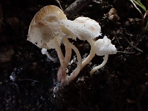  ( - FDS-CA-01537)  @11 [ ] c (2024) Rudy Diaz Fungal Diversity Survey