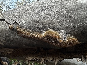  ( - FDS-CA-01540)  @11 [ ] c (2024) Rudy Diaz Fungal Diversity Survey