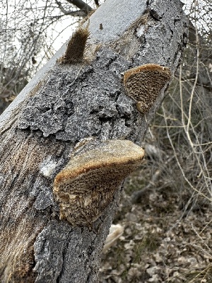  ( - FDS-CA-01540)  @11 [ ] c (2024) Rudy Diaz Fungal Diversity Survey